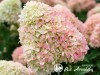 Hortenzija šluotelinė ,Living Summer Love' (lot. Hydrangea paniculata)